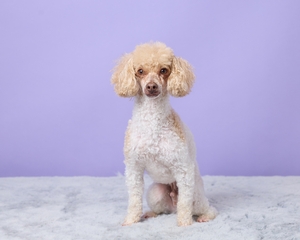 Tucker Mini Poodle